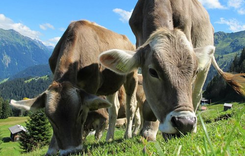 Comportamiento animal y calidad en carne en toretes engordados en un sistema Silvopastoril Intensivo (SSPI) del Trópico de México